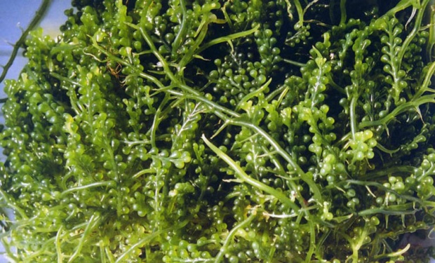 alga