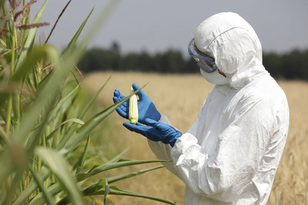 gmo