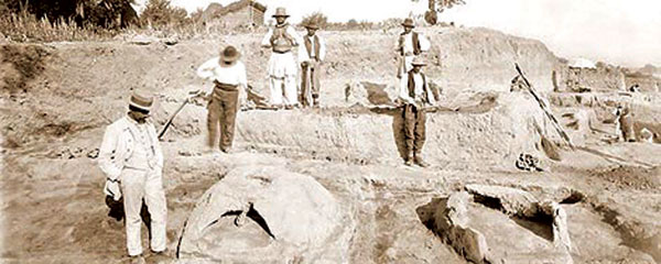 rep-vinca-mala-Miloje-Vasic